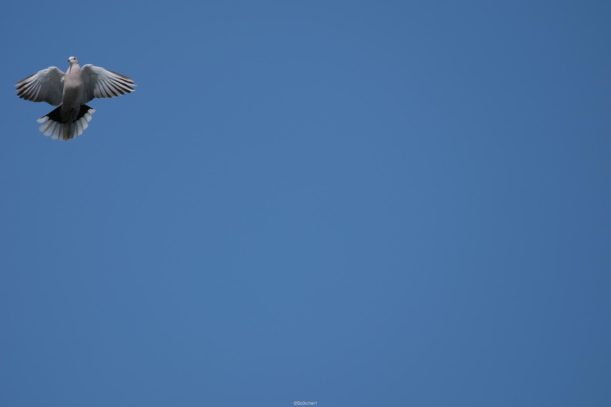 dscf5192
